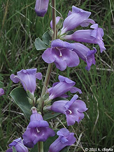 Portal Cool 40+ Penstemon Grandilforus/Alto, semi Hardy Hummingbird Magnet Fiore:Seeds Only von Generic