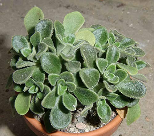 Portal Cool Aichryson Domesticum 2 x Pianta grassa taglio Klon 2-3 cm Vermehrung Xpc von Generic