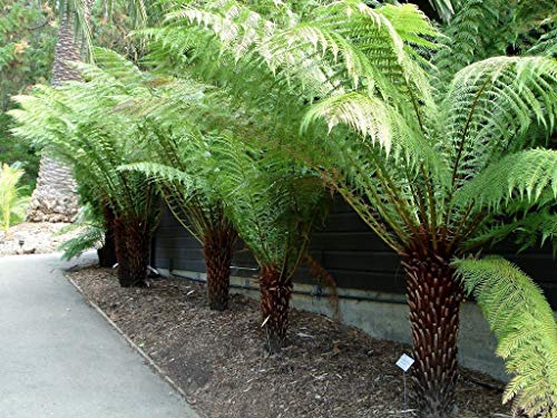 Portal Cool Dicksonia Antartide - Fern Tree, Pianta in 9cm Pot Portal Cool Dicksonia Antartide - Fern Tree, Pianta in 9cm Pot von Generic