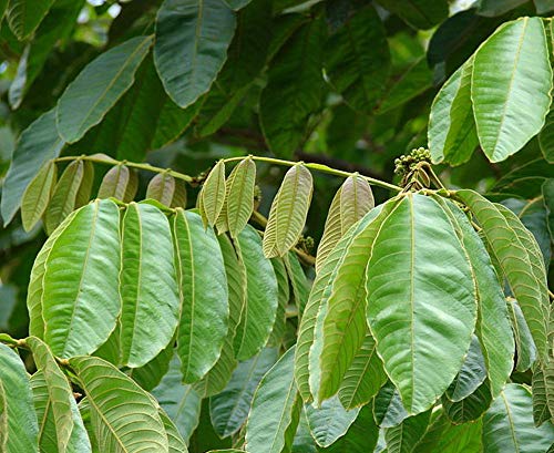 Portal Cool Ice Cream Bean – Inga Edulis – Pianta Portal Cool Ice Cream Bean – Inga Edulis – Pianta von Generic