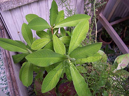 Portal Cool Taglio Africano Latte Bush Synadenium Grantii Verde Modulo Uno Rootless von Generic