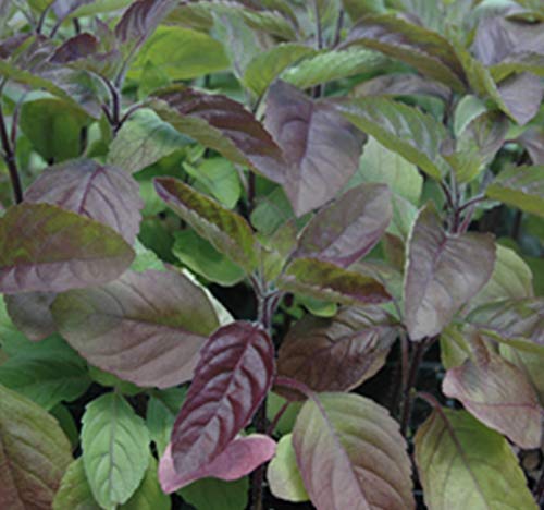 Potseed 1000 Semi di Krishna Tulsi Potseed 1000 Semi di Krishna Tulsi von Generic