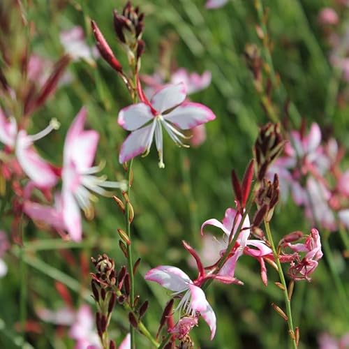 6x Prachtkerze 'Rosy Jane' - Gaura lindheimeri 'Rosy Jane' - Topf 9x9cm von Generic