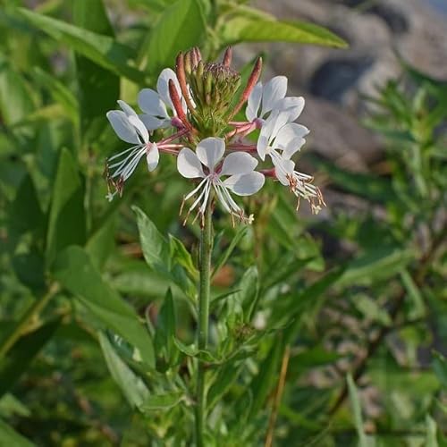 6x Prachtkerze 'Short Form' - Gaura lindheimeri 'Short Form' - Topf 9x9cm 6x Prachtkerze 'Short Form' - Gaura lindheimeri 'Short Form' - Topf 9x9cm von Generic