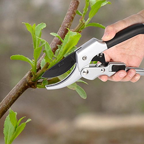 Profi Stahl Bonsai Veredlung Cutter Schere Ambossschere Obst Baum Garten Schneiden Profi Stahl Bonsai Veredlung Cutter Schere Ambossschere Obst Baum Garten Schneiden von Generic