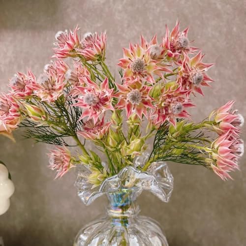Protea samen, protea pflanze kaufen, gartendeko für draußen，ausgefallene geschenke bonsai samen，kübelpflanzen zimmerpflanzen，fensterbank deko pflanzen garten，dekoration wohnzimmer 100pcs von Generic