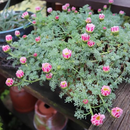 Pyrethrum Cinerariifolium samen - bodendecker winterhart mehrjährig plant saatgut alte sorten stauden winterhart mehrjährig alte sorten saatgut garten pflanzen winterharte 200pcs von Generic