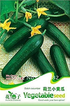 RIC 15:10 / Sack of Semps in Genaran Vase Geren Vase Balccon Plant Season Germination of the Semi Tasso: Seeds Only : Seeds Only von Generic