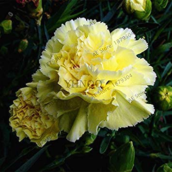 RIC 6: 50 PC Mini Cactus Meaty Semi of Protection from Japanese Succulent Japanese Radiation Imported Cactus Bonsai Seed Vase for Garden 6: Seeds Only : Seeds Only RIC 6: 50 PC Mini Cactus Meaty Semi of Protection from Japanese Succulent Japanese Radiation Imported Cactus Bonsai Seed Vase for Garden 6: Seeds Only : Seeds Only von Generic