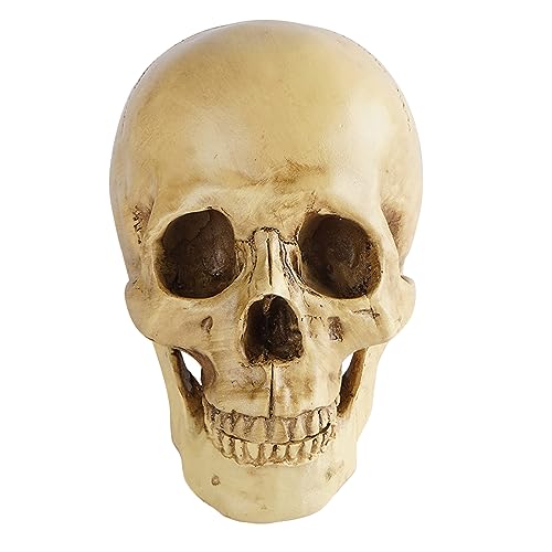 Realistisches Totenkopf-Modell für Studium, lebensgroß, mit abnehmbarem Unterkiefer, pädagogische Anatomie, Kunstharz, Ornament, Halloween-Dekoration, Beige, 1 Stück von Generic