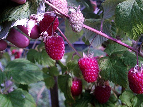 Red Raspberry - Rubus Idaeus - 100 Seeds - Healthy Native Berries : Seeds Only Red Raspberry - Rubus Idaeus - 100 Seeds - Healthy Native Berries : Seeds Only von Generic