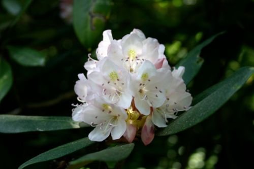 Rhododendron maximum Rhododendron seeds : Seeds Only von Generic