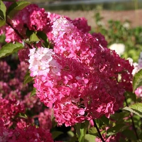 Rispenhortensie 'Fraise Melba'® - Hydrangea paniculata 'Fraise Melba'® - 40-50 cm Topf von Generic