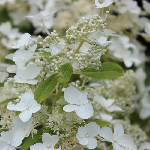 3x Rispenhortensie 'Levana'® - Hydrangea paniculata 'Levana'® - 40-50_C von Generic