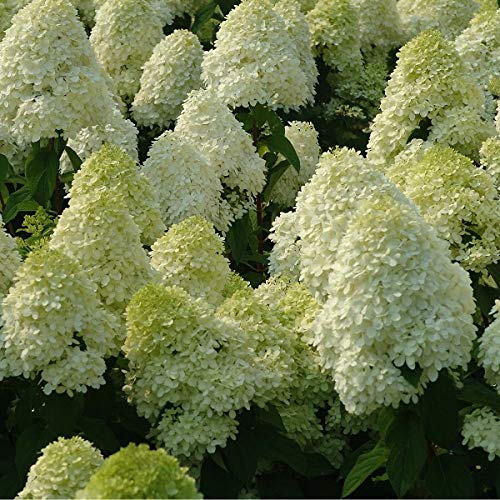 Rispenhortensie 'Limelight'® - Hydrangea paniculata 'Limelight'® - 40-50 cm Topf von Generic