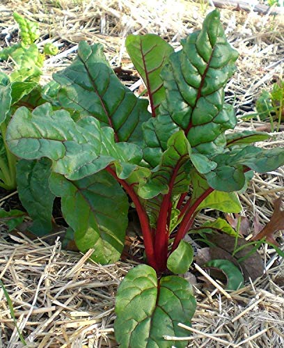 Ruby Red or Rhubarb Chard ~ Organic Vegetable 200 SEEDS -Biannual !:Seeds Only von Generic