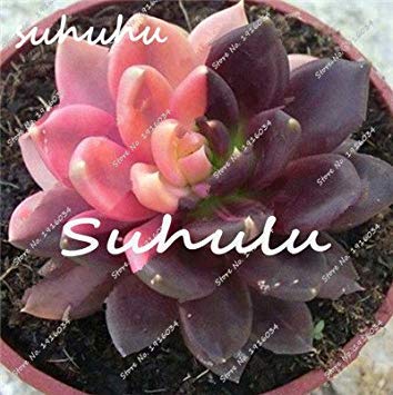 SEMI -100 Stück/Beutel halbsukkulente, seltene Lithops von semi semi di fiore Echeveria della pianta in vaso for la casa Garden 8 von Generic
