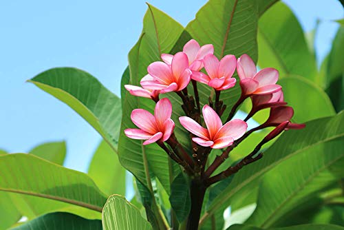 SEMI DI GERMINAZIONE: Secret Color FL Professionell gewachsener Plumeria-Schnitt 7-10 Zoll SEMI DI GERMINAZIONE: Secret Color FL Professionell gewachsener Plumeria-Schnitt 7-10 Zoll von Generic