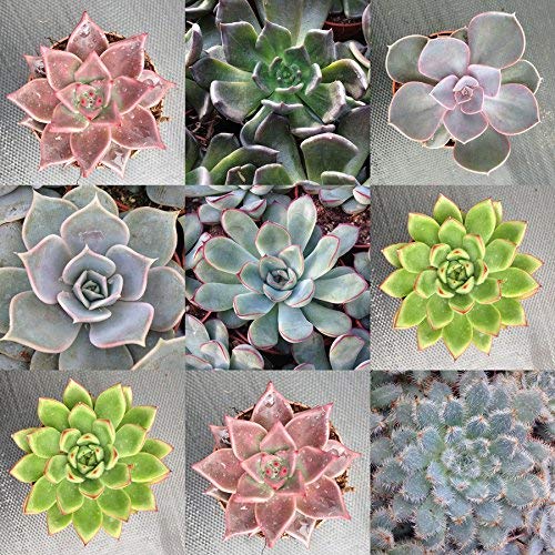 Samen Keimung: 7: 100 PC/Bag Mix Farben Kletterrose Samen Hof Pflanzen : Seeds Only Samen Keimung: 7: 100 PC/Bag Mix Farben Kletterrose Samen Hof Pflanzen : Seeds Only von Generic