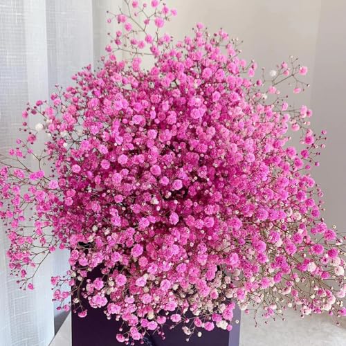 Schleierkraut Samen - blumensamen mehrjährig winterhart samen blumen gewächshaus balkon balkon garten mehrjährige blumenwiese pflanzen garten balkonblumen pflanzen deko garten blumen 600pcs Schleierkraut Samen - blumensamen mehrjährig winterhart samen blumen gewächshaus balkon balkon garten mehrjährige blumenwiese pflanzen garten balkonblumen pflanzen deko garten blumen 600pcs von Generic