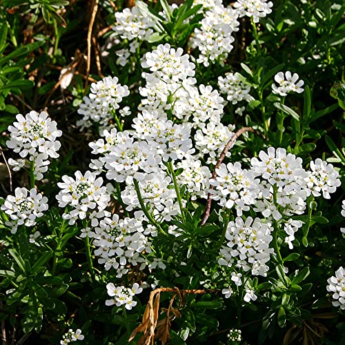 Schleifenblume Winterhart Samen, Iberis Amara, Iberis Sempervirens, Bonsai Topf Winterharte Stauden Mehrjährig Zimmerpflanzen Wenig Lichtbedarf Wanddeko Pflanzen Kräuterlinge Blumensamen 20 Stück von Generic