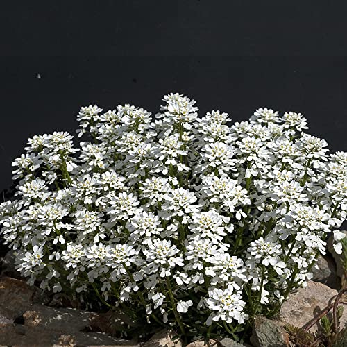 Schleifenblume Winterhart Samen,Iberis Sempervirens, Blumensamen Saatgut, Kräuter Samen Nachhaltige Geschenke, Schleifenblume Pflanze, Blüten Bonsai Samen, Schleifenblume Iberis 30 Stück von Generic