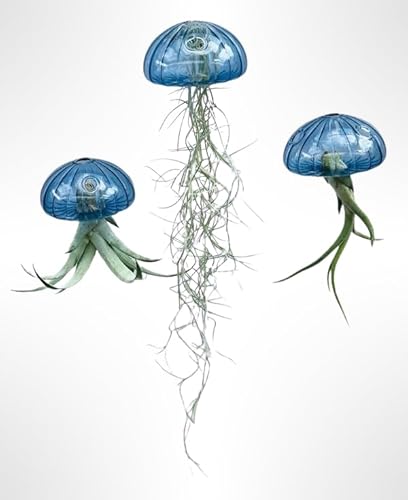 Tillandsien Pflanze - Luftpflanze echt - Air Plants - Tilldandsia - 1 x Quallenpflanze mit Seeigel aus blauem Glas - Bromeliengewächs - Spanisches Moos - Luftpflanzen Halterung - Trendyairplants Tillandsien Pflanze - Luftpflanze echt - Air Plants - Tilldandsia - 1 x Quallenpflanze mit Seeigel aus blauem Glas - Bromeliengewächs - Spanisches Moos - Luftpflanzen Halterung - Trendyairplants von Generic