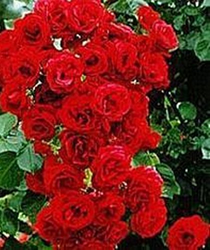 Schöne rote Kletterrose Seeds : Seeds Only (Not live plants) von Generic