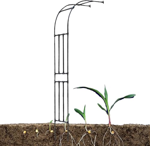 Schwarzer Gartenkletterbogen 60x240cm Halbseitiges Spalier Torbogen Für Rosen Reben Stützgestell Verzinktes Rohr 20mm Metall Gartenlaube Rosenbogen, Black,Rose, 240x240cm/7.9x7.9ft von Generic
