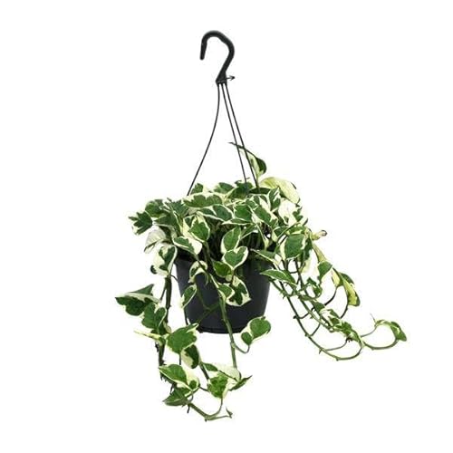 Gefleckte Efeutute - Scindapsus Epipremnum N'Joy - Zimmerpflanze - Ø15cm - 35cm von Generic