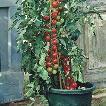 Seed pomodori ciliegia (10 per pacchetto):Seeds von Generic