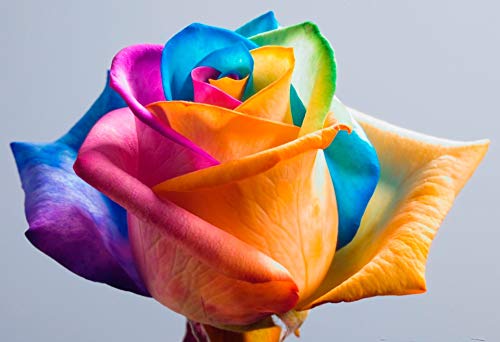 Seeds (Holland Arcobaleno * *) 50 Rare Seed Holland seeds Arcobaleno Rosa Fiore to your lover : Seeds Only von Generic