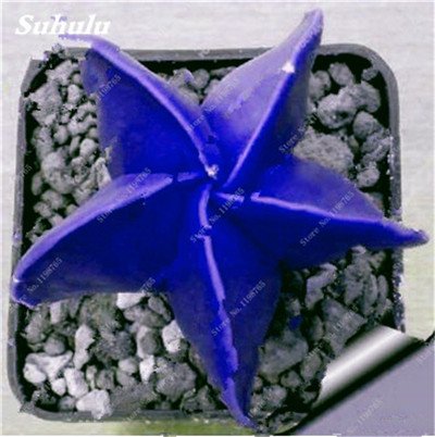 Seeds 120 pcs five -pointed Fairy Semi fleshy star, succulent cactus perennial plant flower garden vases for the planters, office desktop bonsai 6: Seeds not a live plants Seeds 120 pcs five -pointed Fairy Semi fleshy star, succulent cactus perennial plant flower garden vases for the planters, office desktop bonsai 6: Seeds not a live plants von Generic