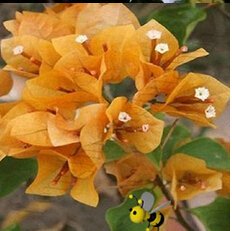 Seeds 20 * Mix-Color Bougainville Spectabilis Willd Semi Bonsai Flower Plan : Seeds Only von Generic