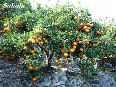 Seeds 20 x China climbing seeds orange no GMASAi in pots in vase Kumquat Mandarin Citrus panty of fruit make orange juice 3 von Generic