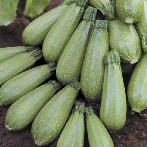 Seeds 25 seeds Hurakan Squash F1 Orthoing seeds: Only Seeds:Seeds Only von Generic