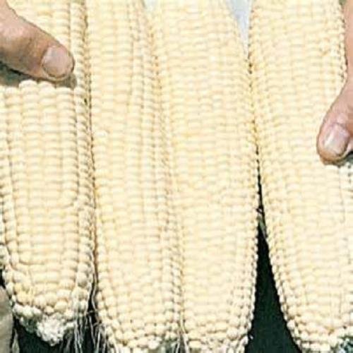 Seeds 50 seeds silver queen corn sweet seed season non -GMO hybrid: Only seeds von Generic