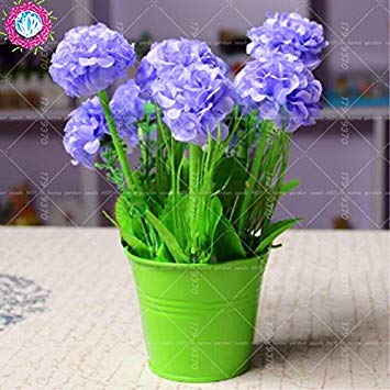 Seeds 50pcs/Bag Rare Mini Lobularia Maritima Bonsai Flower Seeds.Perenial Flowers based on Herbs of Plants in Vase Semillas Home Garden 3: Only Seeds von Generic