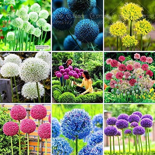 Seeds 50pcs Rare Alium Giant Giganteum Bonsai Seeds.Blue Allull Fiore Pertenne Semiva in Vase, Puzza and Variety Landscape Set-Up von Generic