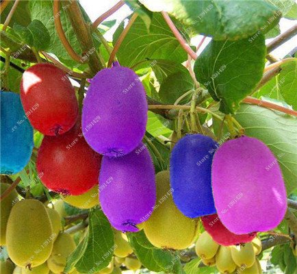 Seeds Colorful Fruit Seed House Garden Bonsai Plants Dolce Quick Holder Holderoom Actinidia Seed can edible 50 PC 2: Only seeds von Generic