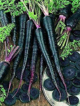 Seeds black carrot Nebula 2,000 seeds von Generic