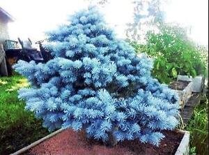 Seeds bonsai fir red blue semi picea pungens semi -agramsero evergreen 50 particles/bag 10 : Seeds Only von Generic