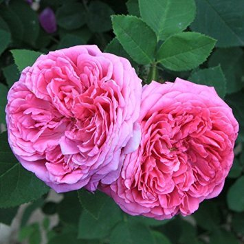 Seeds from Dubu 50 seeds heerloom pink Rosa damascena seeds flower bush von Generic