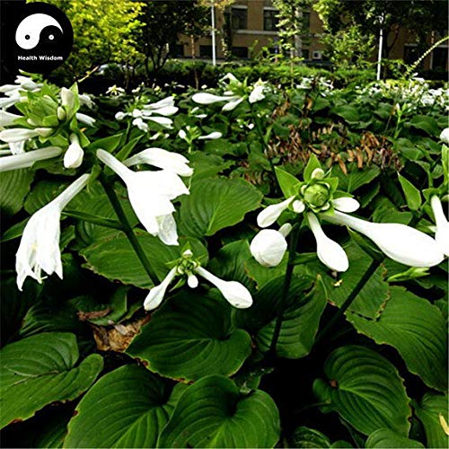 Seeds seed germination: 60pcs: buy hosta plantage flower seeds of plants hosta dill -fell flower garden : Seeds Only von Generic