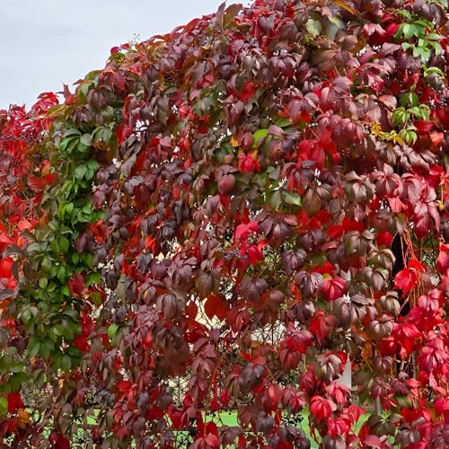 Selbstklimmender Mauerwein - Parthenocissus Engelmannii - Blatt Grün Rot - Wenig Pflege - 2 Pflanzen - Topf 11cm Höhe 40cm von Generic