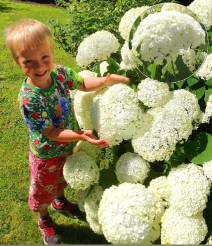 Seltene Schneeball-Ortensia 'Annabelle', Ortensia paniculata 'Magical Moonlight' Hardy Perenne Fiore Semi in Bordere/un Grande contenitore da Patio von Generic