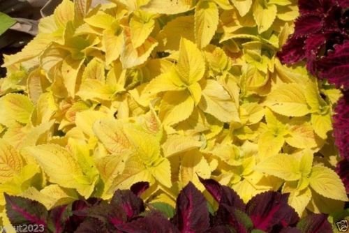 Semi Coleus, WIZARD SERIES-Golden- Grande Nel Shaded Area- 100 semi! von Generic