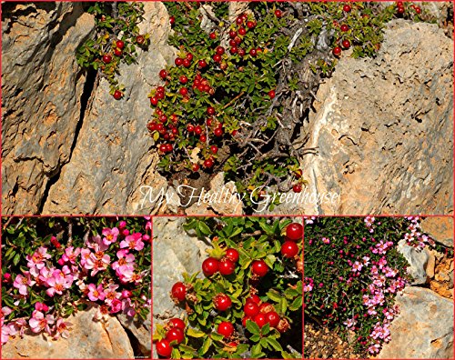 Semi - commestibile Arbusto, Ground Cover Nano â€œAlpine Cherryâ€ Prunus Prostrata von Generic