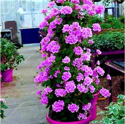 Semi di geranio rampicante freschi 100 pezzi Generic per piantare viola 1 Semi di geranio rampicante freschi 100 pezzi Generic per piantare viola 1 von Generic