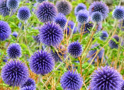 Semi freschi - Blu Globe Thistle - 70 semi - Echinops riter - Fiore perenne von Generic